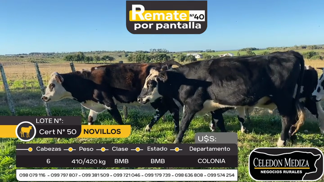 Lote 6 Novillos en Colonia