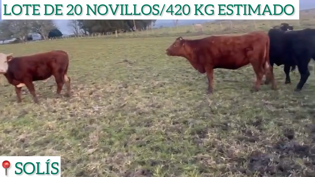 Lote 20 Novillos