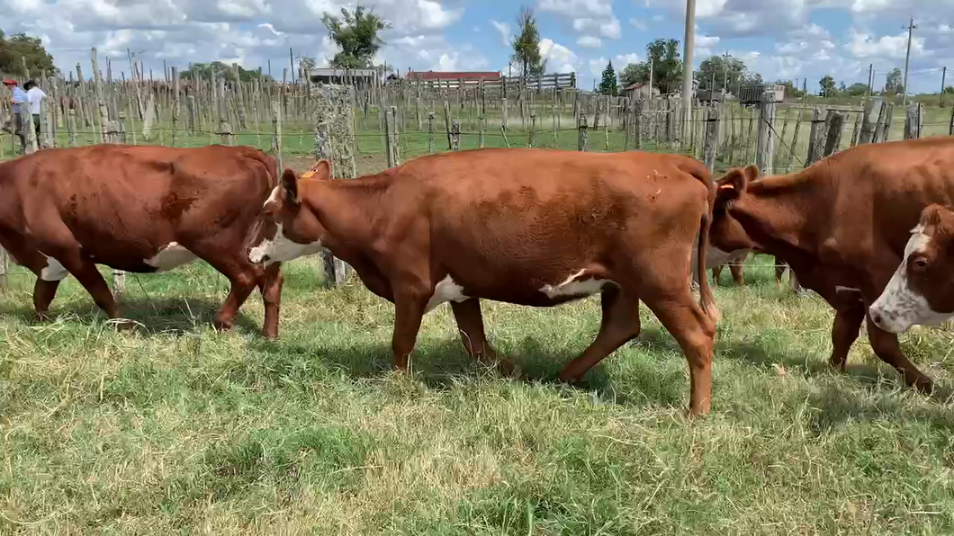 Lote 7 Vacas de Invernada en Tupambaé, Cerro Largo
