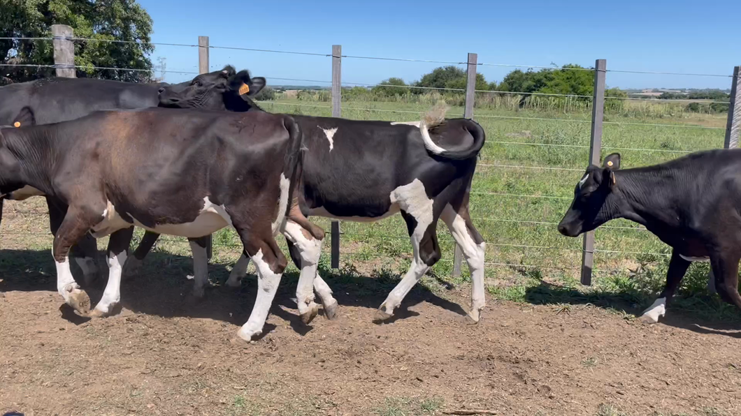 Lote VAQUILLONAS 1 a 2 AÑOS