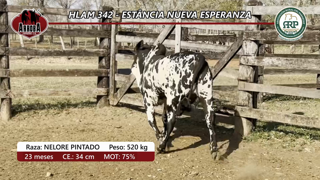 Lote HLAM 342