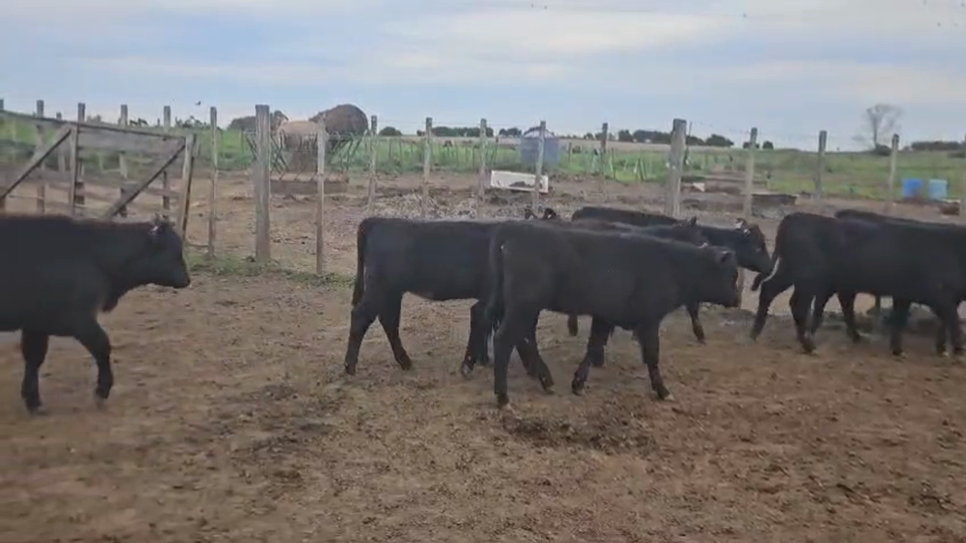 Lote 15 Terneras Angus a remate en Pantalla Camy en Santa Lucia