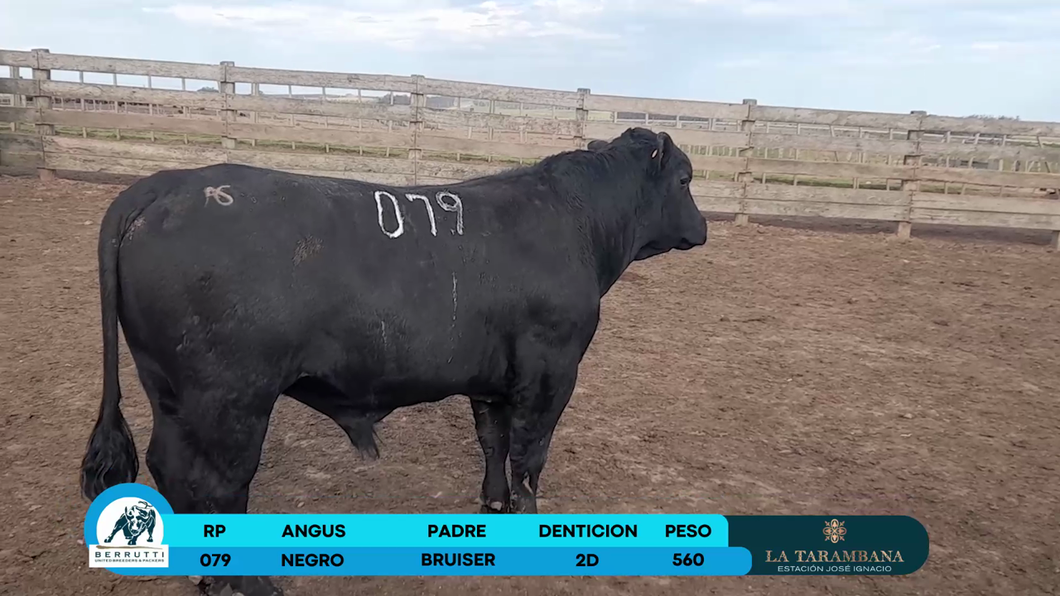 Lote Toros Angus a remate en Los Clase A 560kg - , Rocha