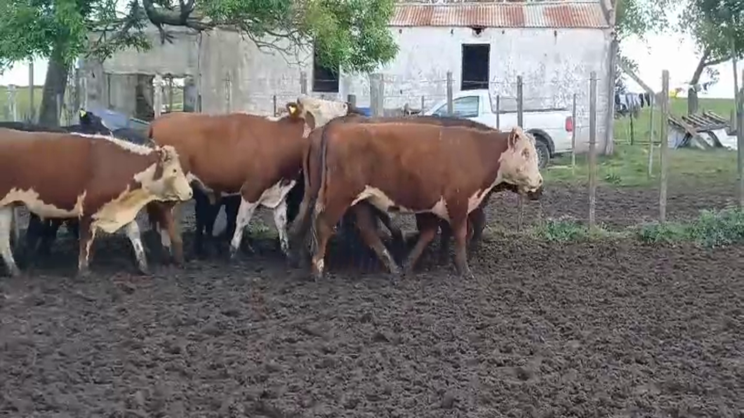 Lote 25 Novillos HEREFORD/ ANGUS a remate en #50 Pantalla Carmelo 390kg -  en FLORES