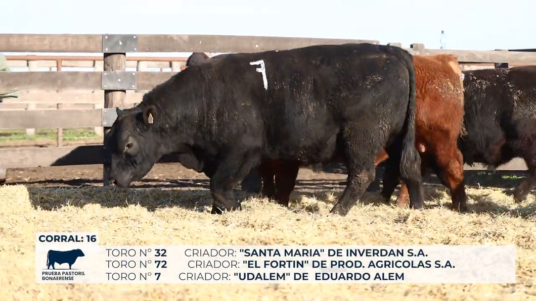 Lote Toros