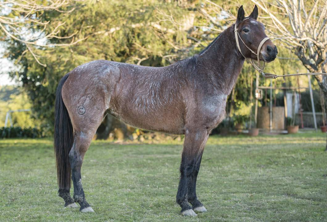 Lote GALILEA GILOCA