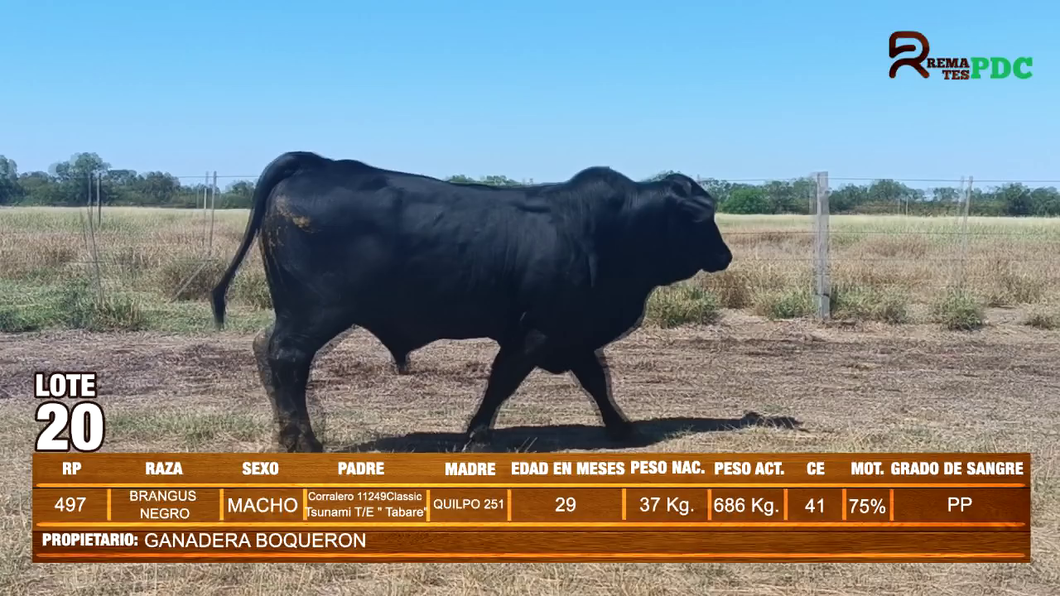 Lote TORO BRANGUS NEGRO - GANADERA BOQUERON