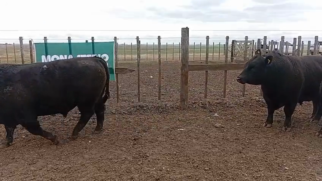 Lote Toros