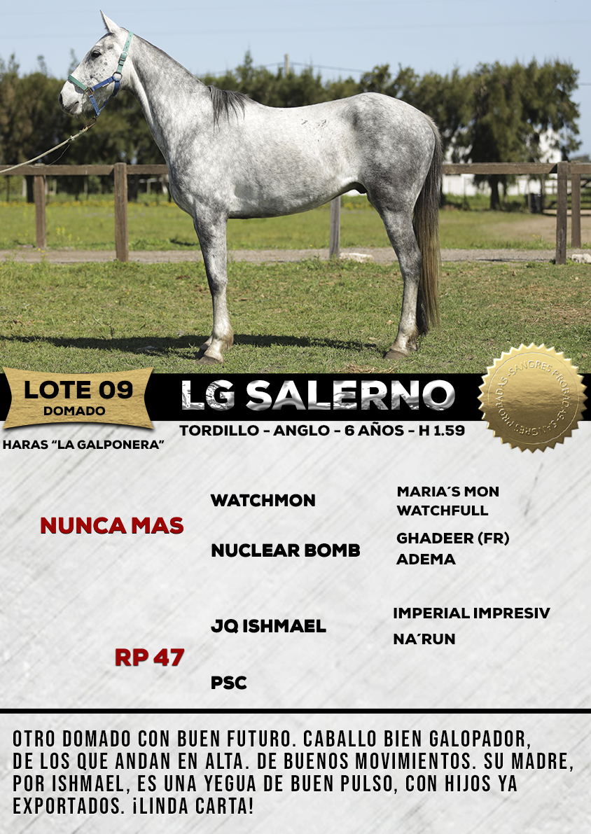 Lote LG SALERNO