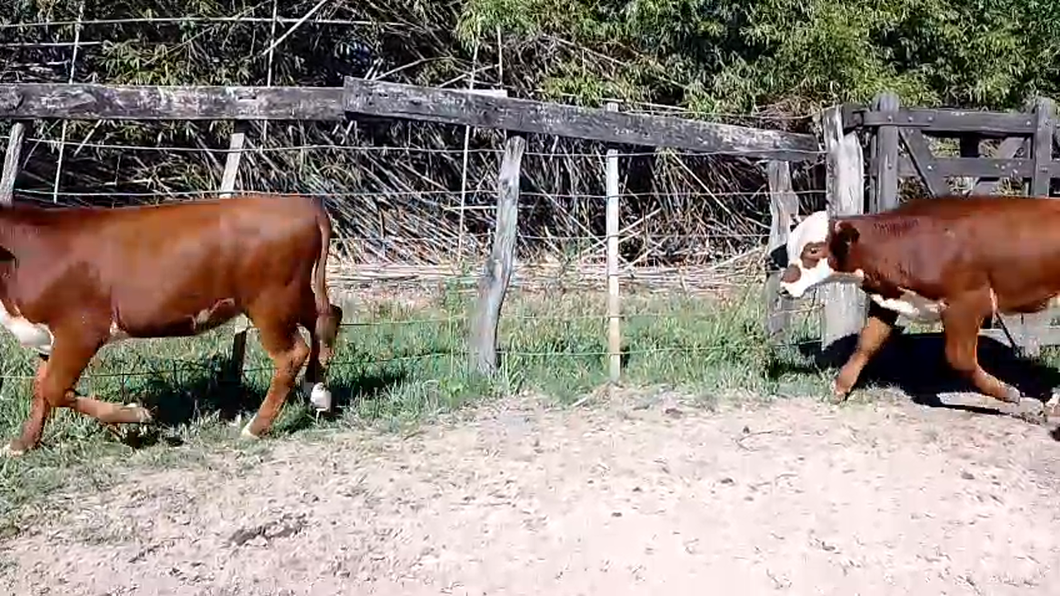 Lote 28 Terneros/as