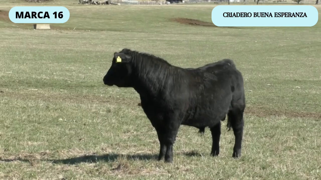 Lote 1 Toro en Coyhaique, XI Región Aysén