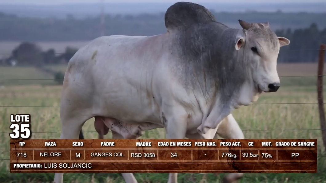 Lote (Vendido)Toros NELORE a remate en GRAN REMATE GANADERO MULTIRAZAS - REMATES PDC 776kg -  en Loma Plata