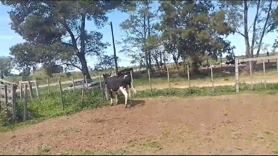 Lote Toros Holando a remate en Remate por pantalla de la Exposición de San José en Bañado