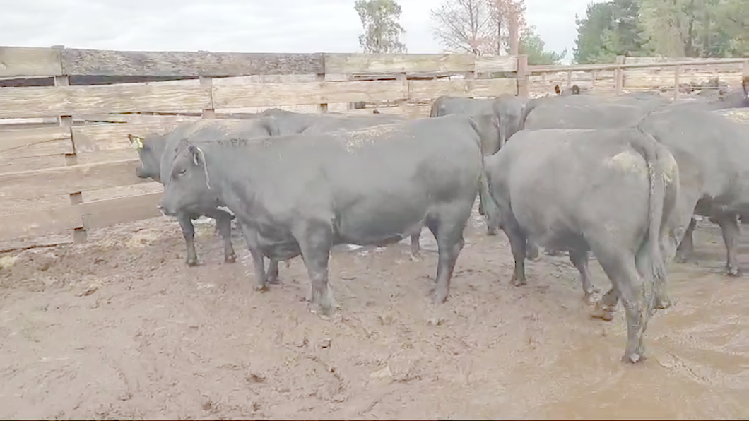 Lote 20 Vaquilla Gorda en Los Ángeles, VIII Región Biobío