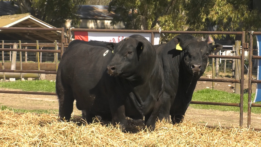 Lote TOROS ANGUS PP