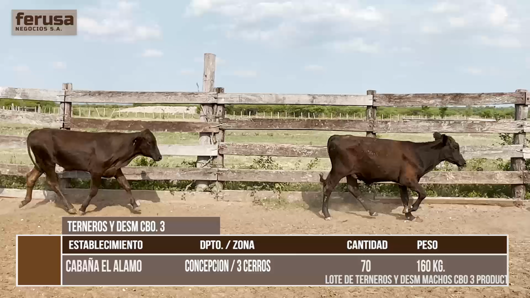 Lote LOTE 4