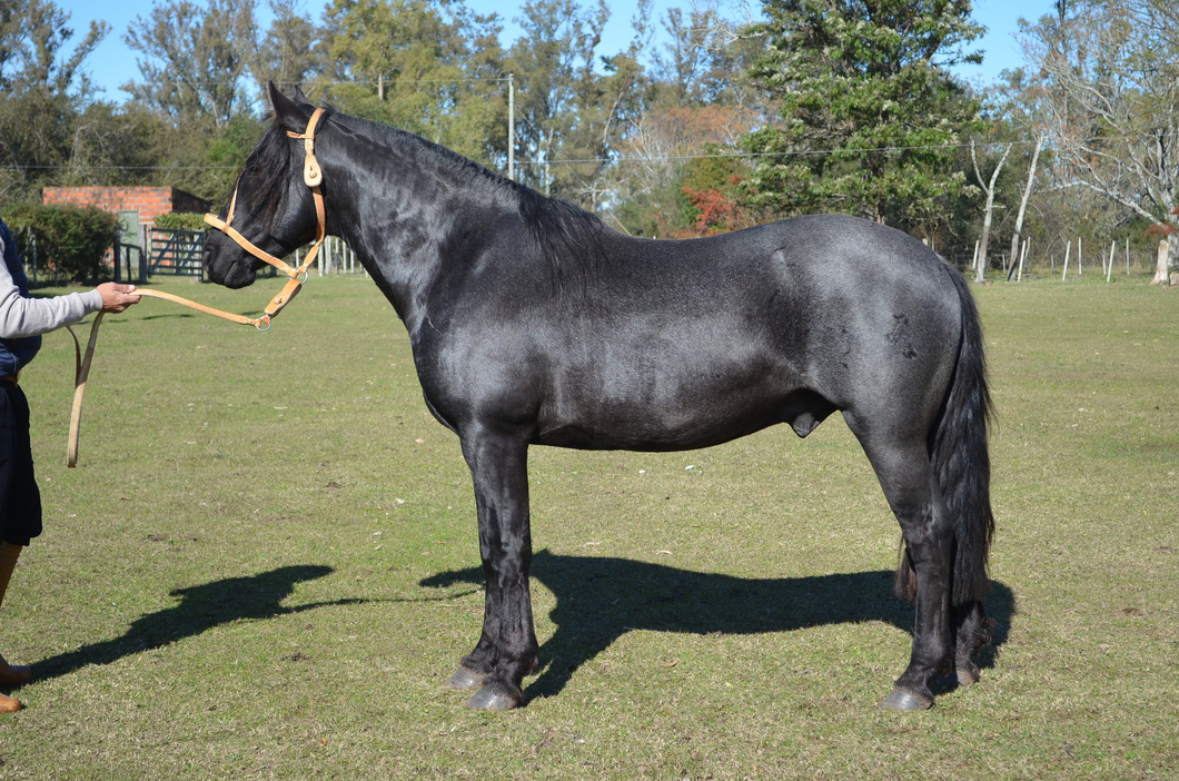 Lote Tucumano del Paso