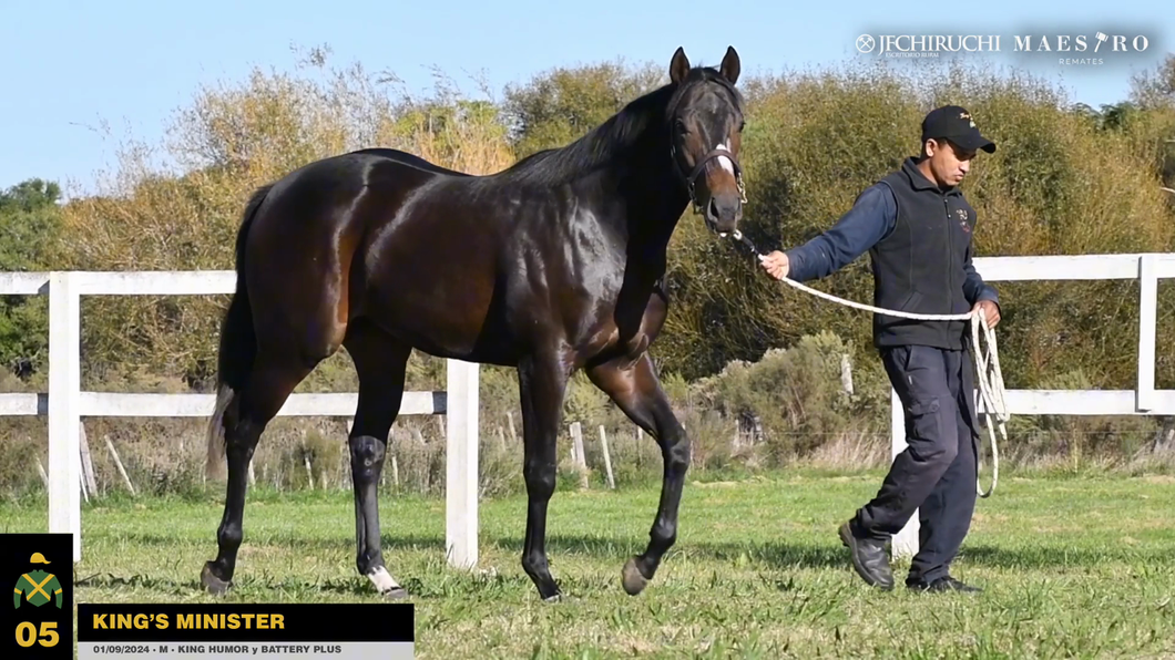 Lote KING'S MINISTER