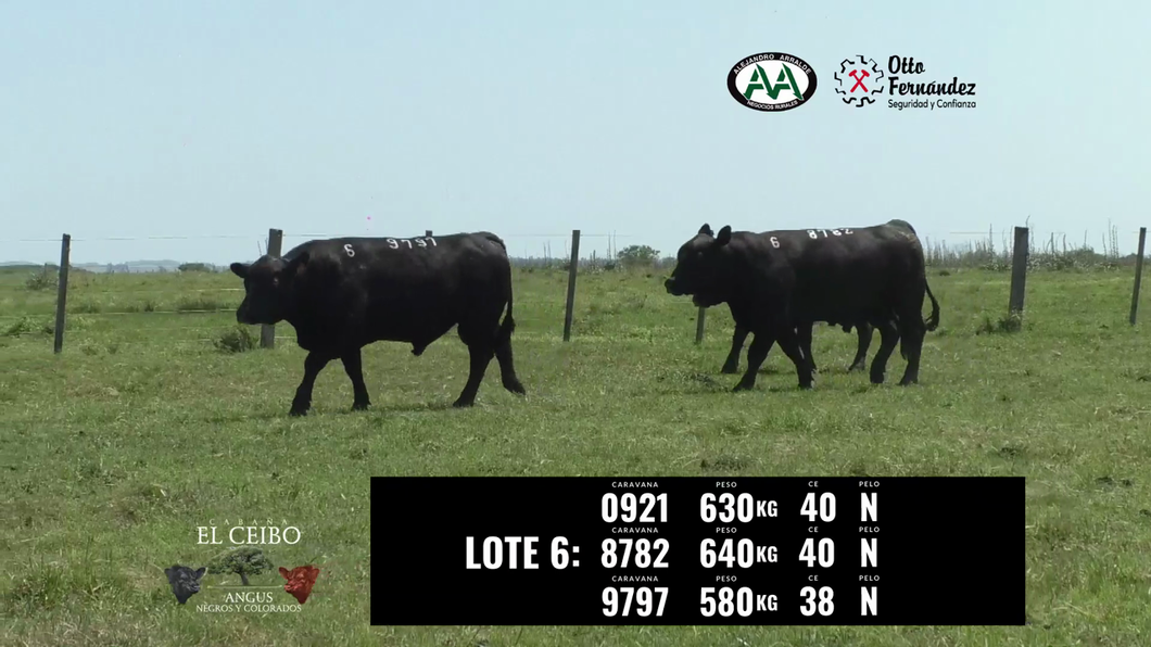 Lote 3 Toros a remate en El Ceibo - Angus, Artigas