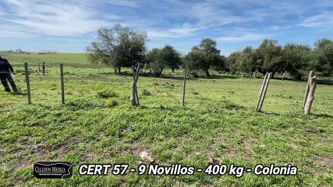 Lote 9 Novillos 1 a 2 años en Colonia