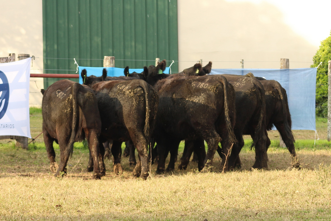 Lote CABAÑA COEMBOTÁ: 9 VACAS PC PREÑADAS