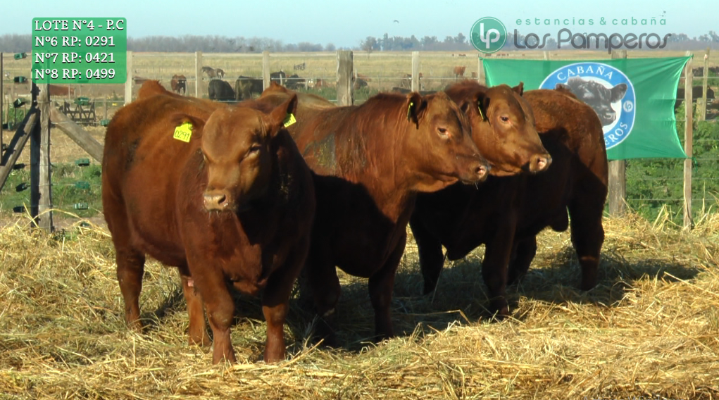 Lote TOROS PUROS CONTROLADOS