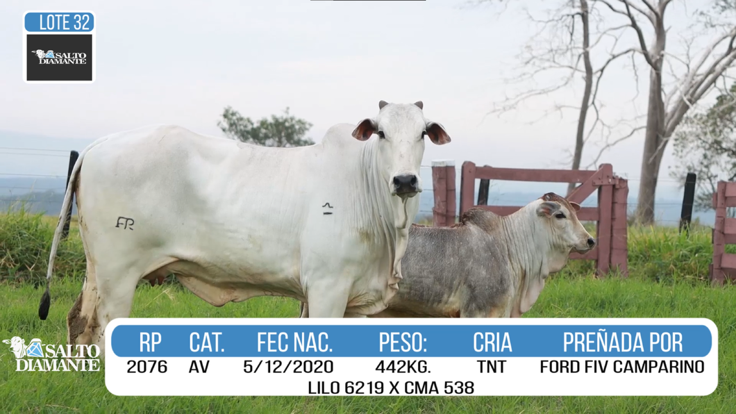 Lote LOTE 32