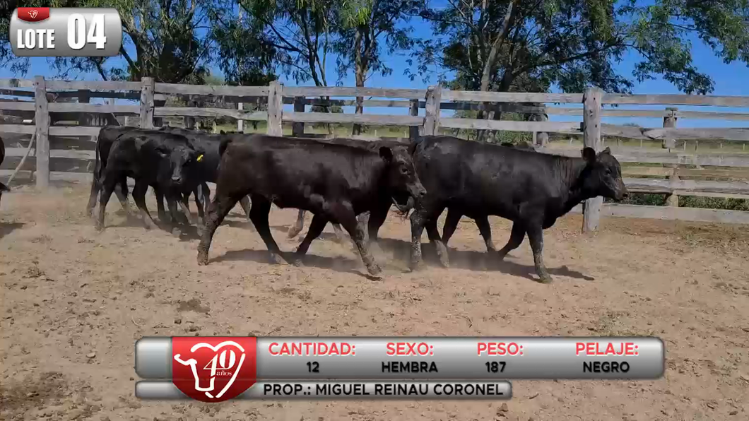 Lote LOTE 4