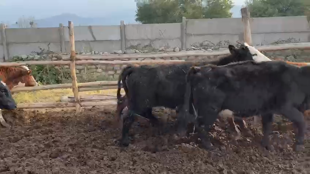 Lote 15 Vaquilla Engorda en Putaendo,  V Región Valparaíso