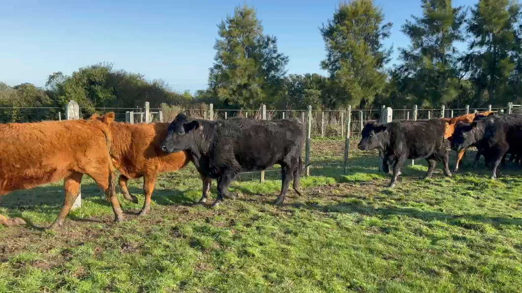 Lote 27 Vientres Preñados en Paralle, Rocha