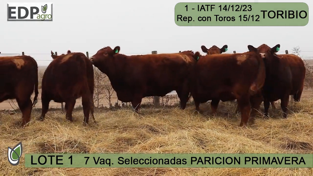 Lote 7 VAQUILLONAS COLORADAS SELECCIONADAS PARICIÓN PRIMAVERA don pedro y la Rosa