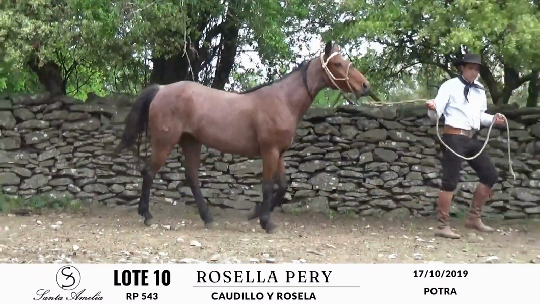 Lote ROSELLA PERY