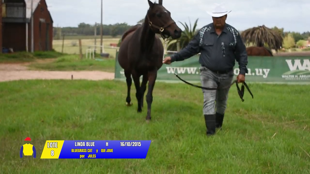Lote LINDA BLUE