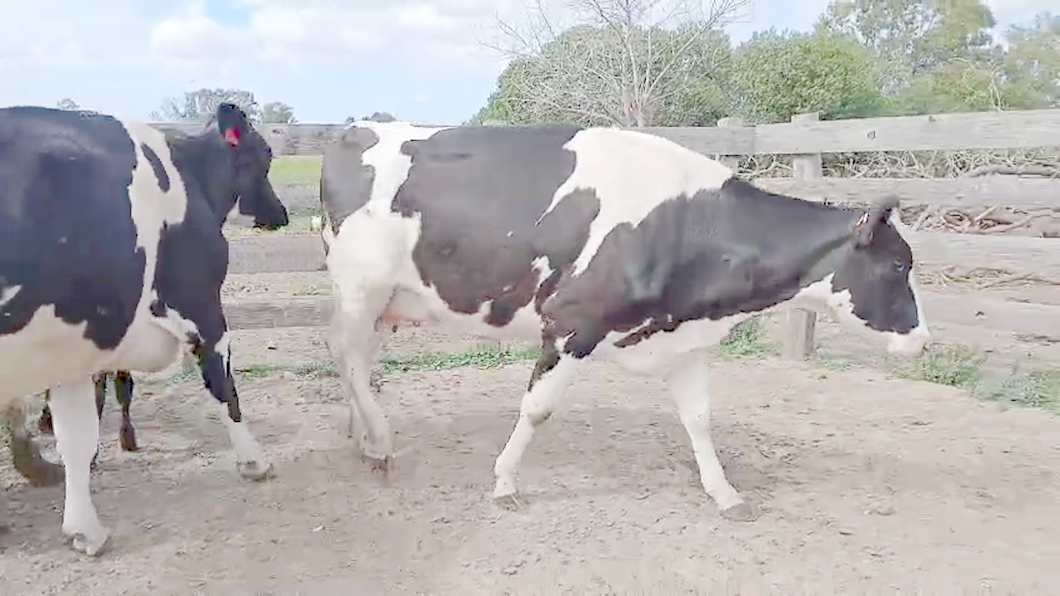 Lote 3 Vaquillonas  Paridas a remate en Pantalla Camy  450kg -  en Libertad