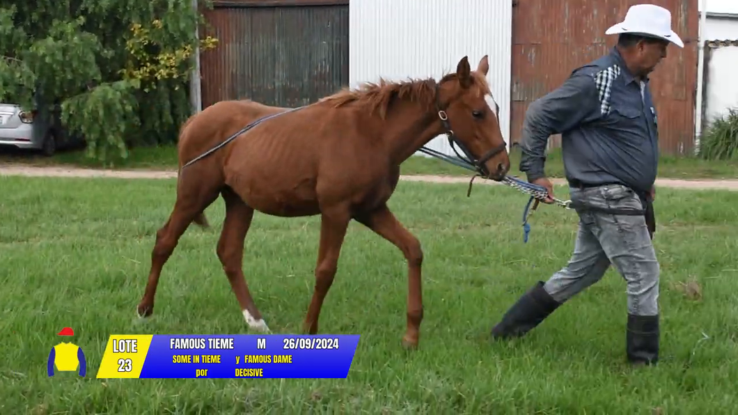 Lote FAMOUS TIEME