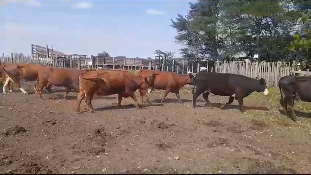 Lote (Vendido)7 Vacas de Invernada a remate en #39 Pantalla Carmelo 440kg -  en VIBORAS Y VACAS