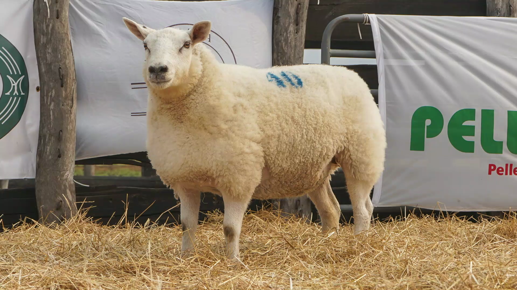 Lote TEXEL HEMBRA