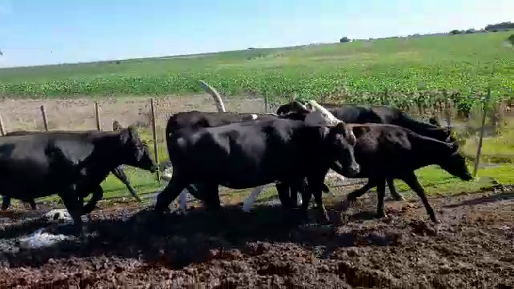 Lote (Vendido)6 Novillos y vaquillonas 1 a 2 años ANGUS/ HEREFORD a remate en #29 Pantalla Carmelo 380kg -  en SANTA ELENA