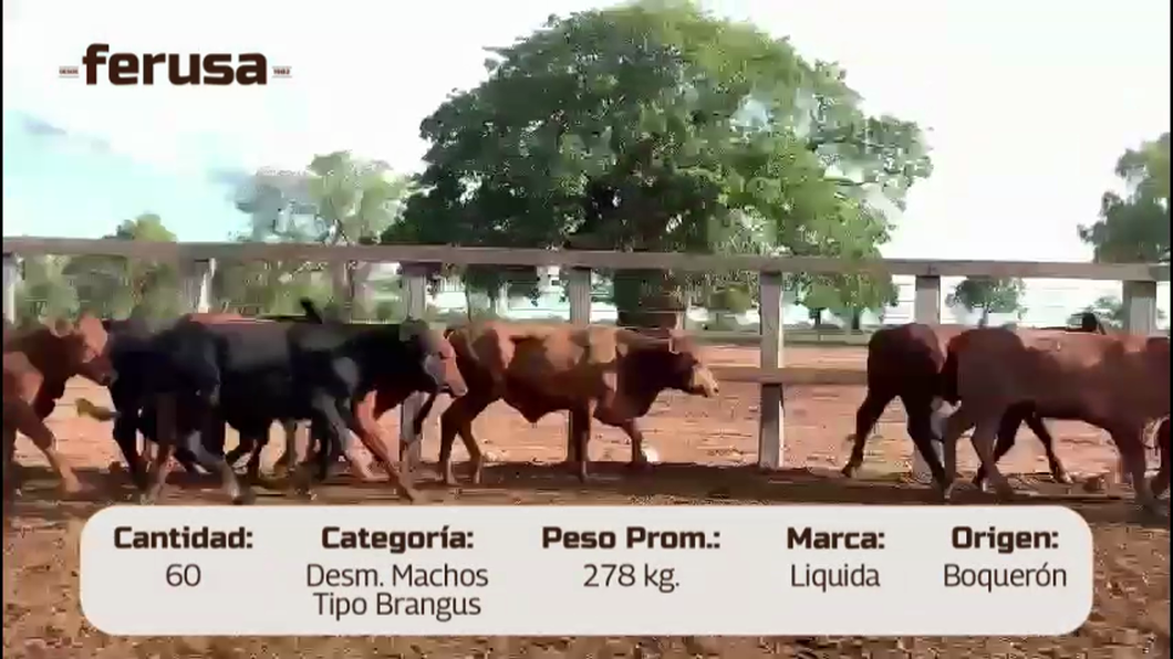 Lote LOTE 8