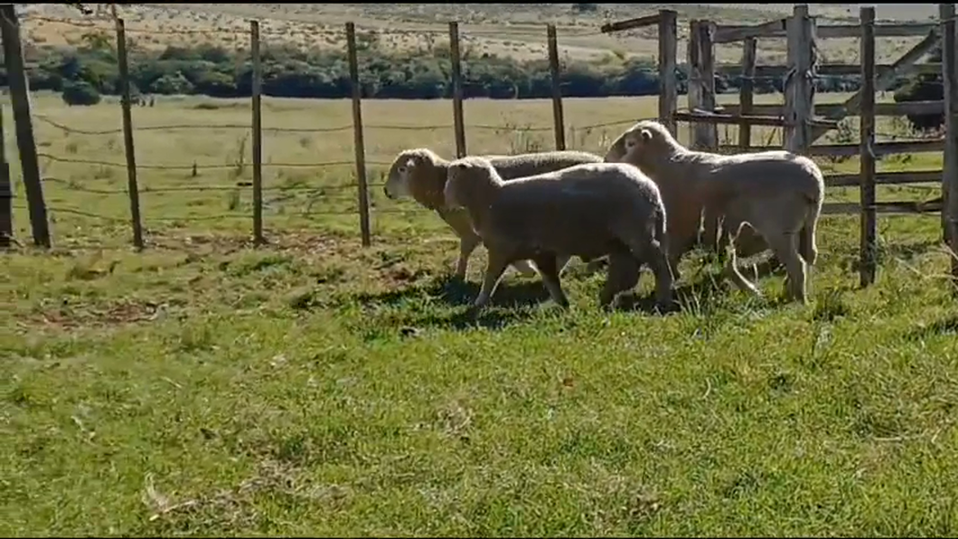 Lote 2 Carneros a remate en #42 Pantalla Carmelo  55kg -  en COSTAS DEL ROSARIO