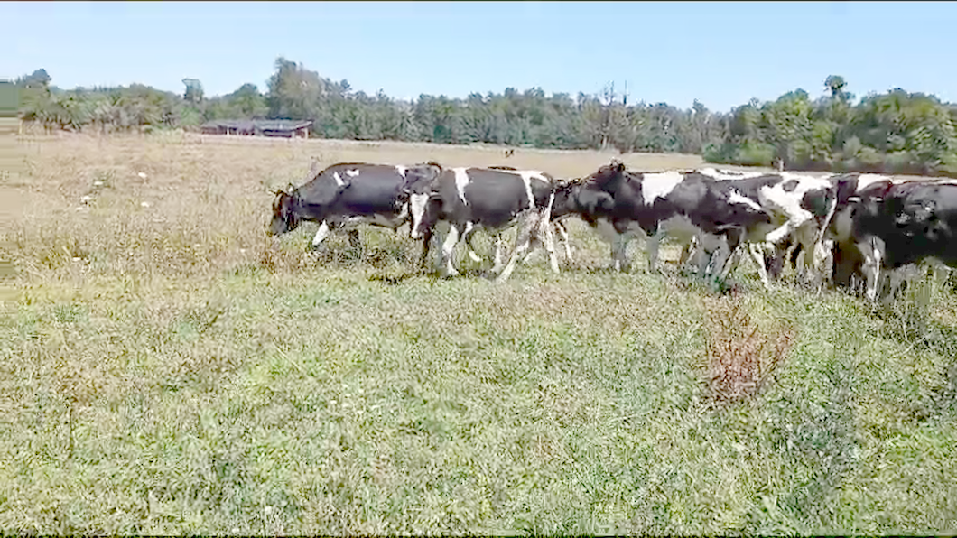 Lote 29 Novillo Engorda en Mariquina, XIV Región Los Ríos