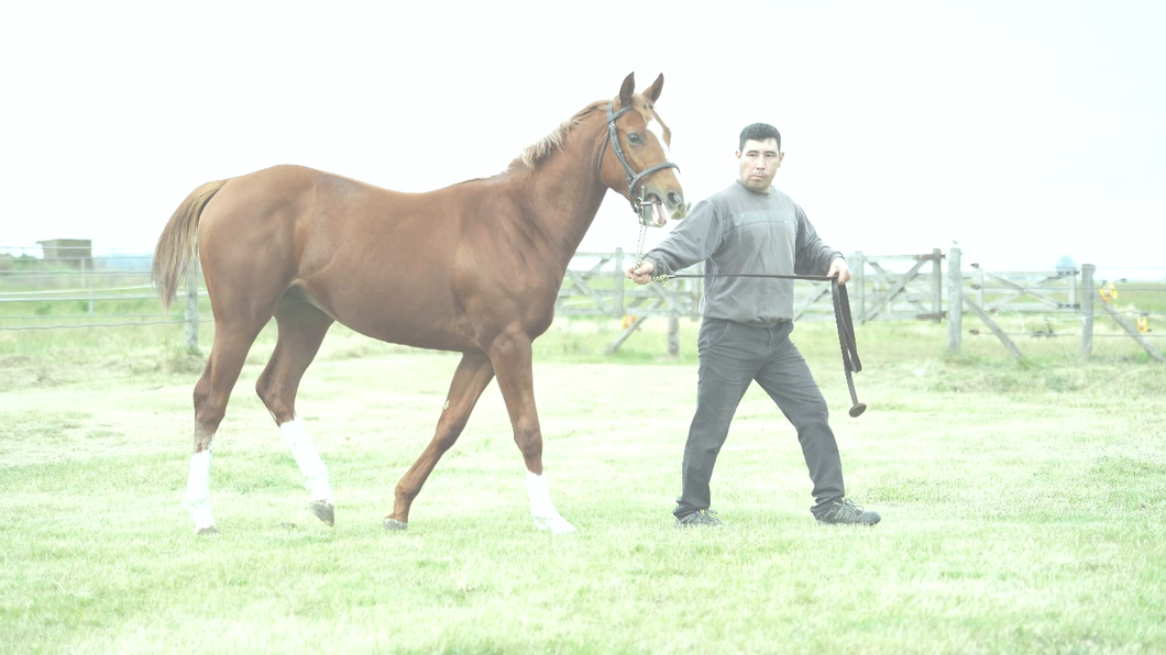 Lote BERRY CATEDRATICO (IDALINO -  BAFANA por  INDYGO SHINER)