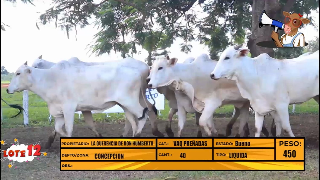 Lote LOTE 12