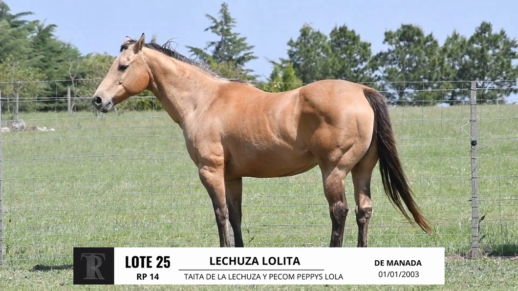 Lote LECHUZA LOLITA