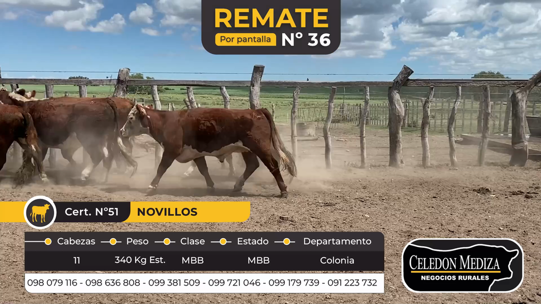 Lote 11 Novillos 1 a 2 años en Colonia