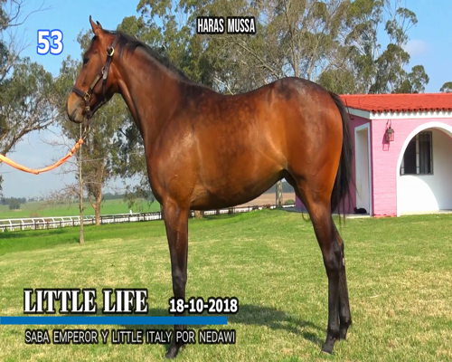 Lote LITTLE LIFE