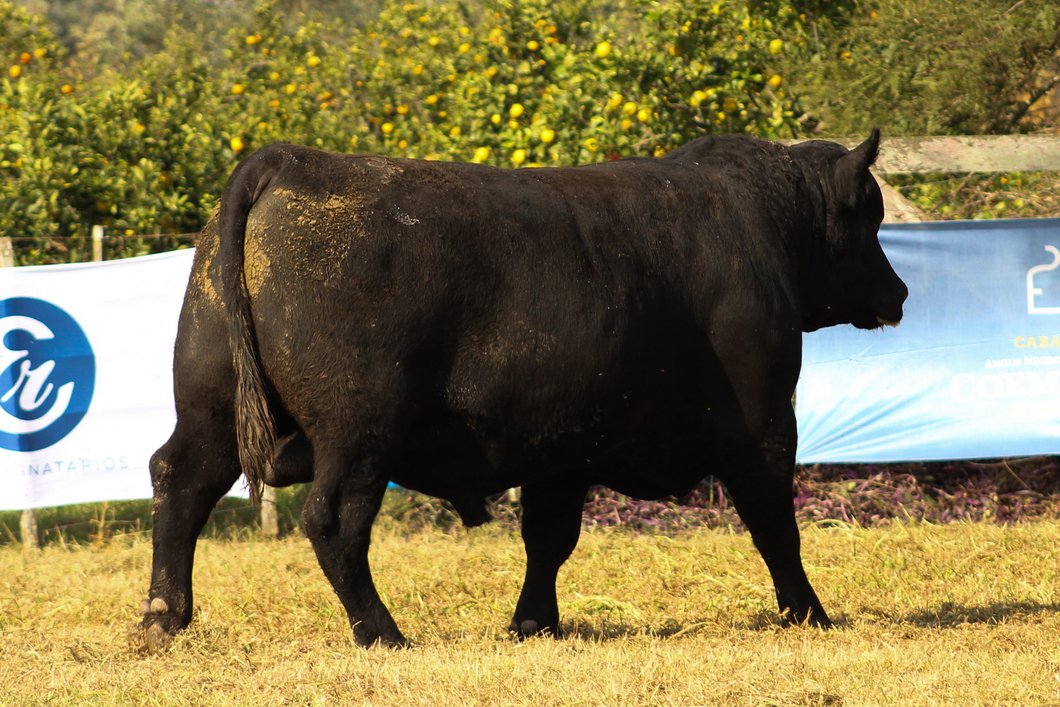 Lote CABAÑA COEMBOTÁ: RP 254