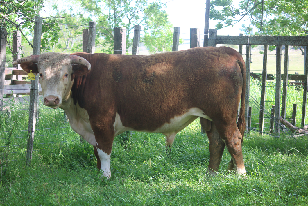 Lote PEDIGREE DE 2 AÑOS