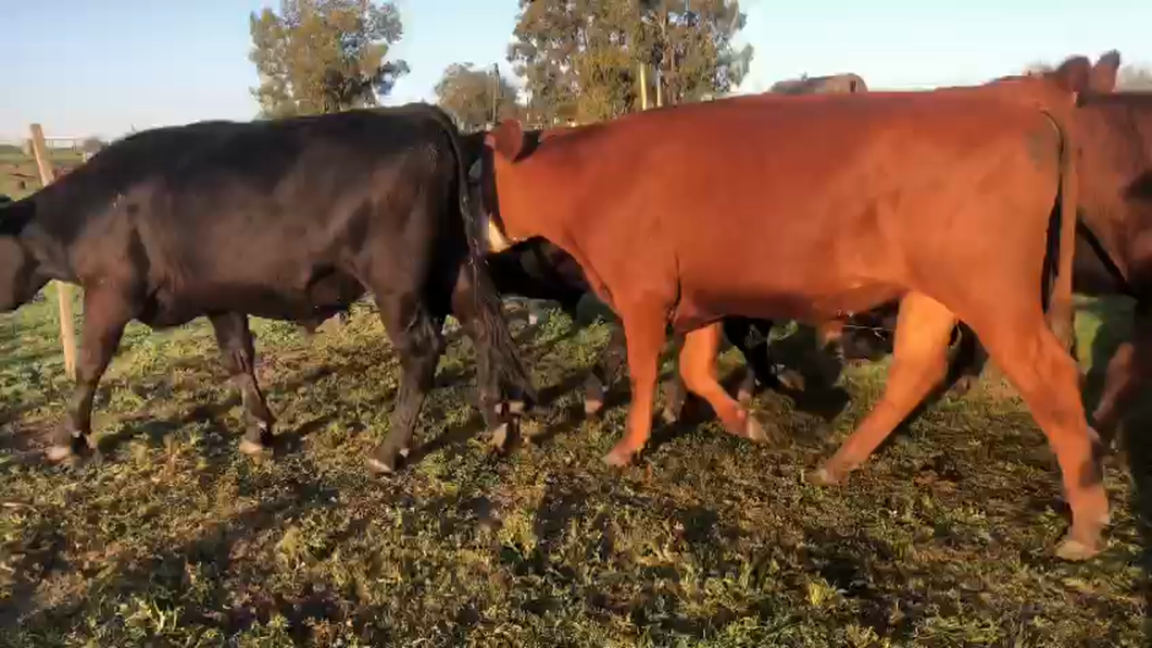 Lote (Vendido)12 Novillos XX Angus a remate en Remate por pantalla de la Exposición de San José 360kg -  en Estacion Gonzalez