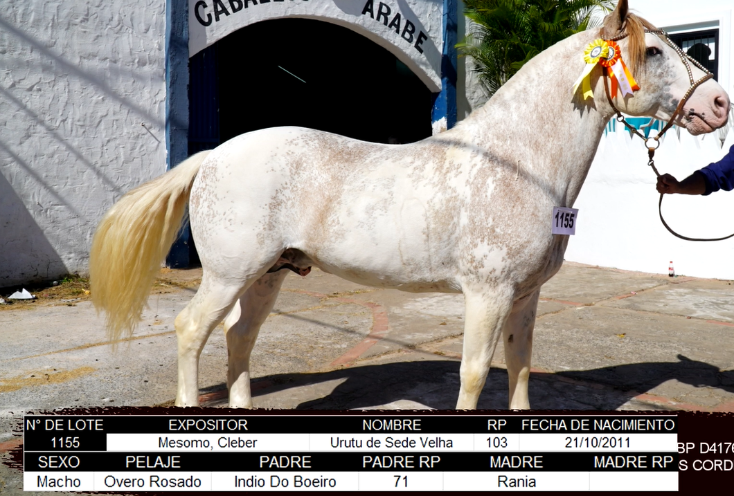 Lote CRIOLLOS EXPO INTERNACIONAL 2022 RP 103 - LOTE 17
